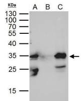 GFP antibody [GT7312]