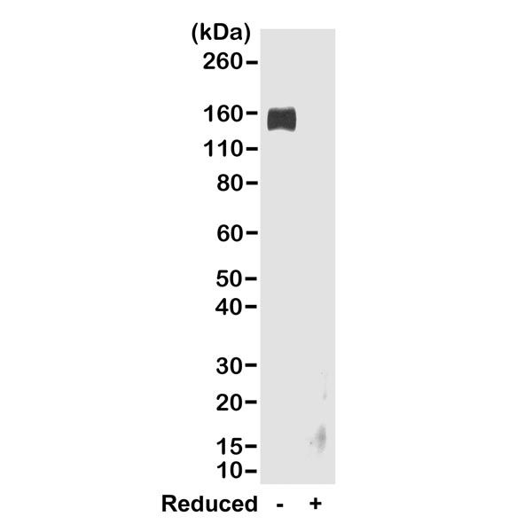 Goat Anti-Rabbit IgG (Fc) antibody [RMG02]