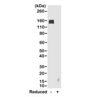 Goat Anti-Rabbit IgG (Fc) antibody [RMG02]