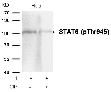 STAT6 (phospho Thr645) antibody