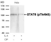 STAT6 (phospho Thr645) antibody