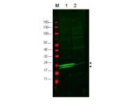 Myosin Light Chain 2 antibody