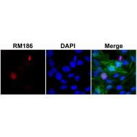 Histone H3 antibody [RM186]