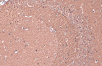 Teneurin 1 antibody