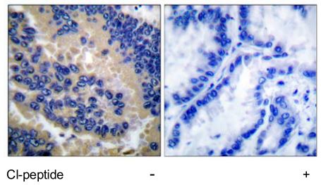 Caspase 3 (cleaved Asp175) antibody