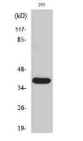 MMP23 (cleaved Tyr79) antibody