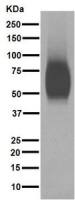 CD80 antibody [EPR1157(2)]