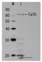 Taf6 (S. cerevisiae) antibody