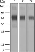 IFNAR1 antibody [MAR1-5A3]
