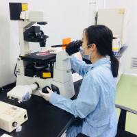 扫描电镜免疫组化、HE染色、Tunel检测、Masson染色