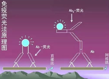 解析免疫荧光技术（IF 实验）