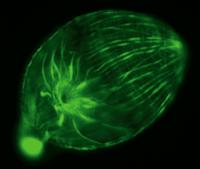 山羊抗兔IgG抗体（H&L），F(ab)'2 片段-亲和层析