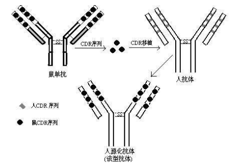 阐述抗体结构与分类