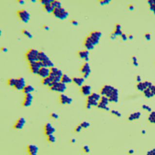 微小微单胞菌