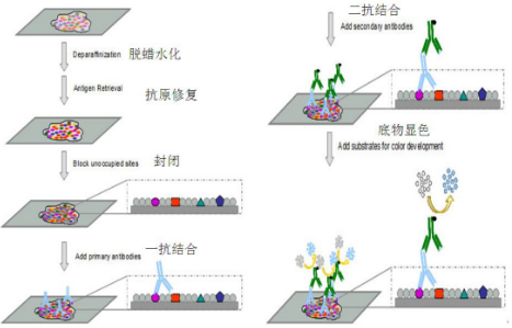 免疫组化基本原理及实验流程