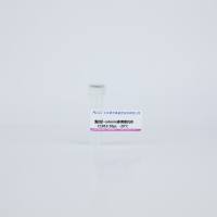 兔抗beta-catenin多克隆抗体C1816