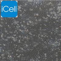 肺动脉平滑肌细胞/主动脉平滑肌细胞 免疫荧光鉴定