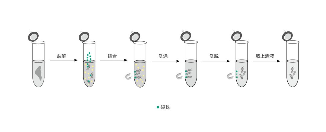 磁珠法核酸提取及常见的6种误区