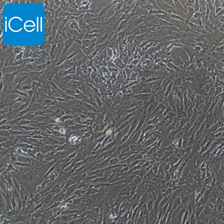 羊心肌成纤维细胞/免疫荧光鉴定/镜像绮点（Cellverse）