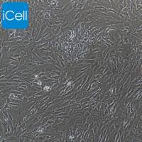 羊心肌成纤维细胞/免疫荧光鉴定/镜像绮点(Cellverse)