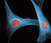 DyLight405标记驴抗大鼠IgG二抗