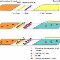 二十五羟基维生素D3单抗  二十五羟基维生素D3抗体  鼠抗二十五羟基维生素D3单克隆抗体