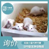 代养代繁 小鼠代养小鼠代繁育小鼠饲养