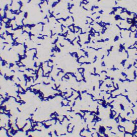 蕈状芽胞杆菌