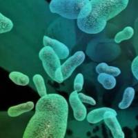 朝鲜芽孢八叠球菌