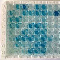 小反刍兽疫(羊瘟)抗体 小反刍兽疫(羊瘟)单抗 鼠抗小反刍兽疫(羊瘟)单克隆抗体