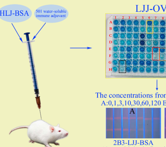 小分子（半抗原）及蛋白多肽单克隆抗体制备服务升级