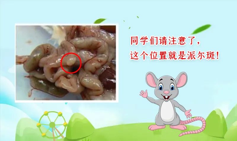 小鼠肠壁上的黄白色结节你知道是什么吗？