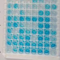 羊布lu氏菌抗体 羊布lu氏菌单抗 鼠抗羊布lu氏菌单克隆抗体