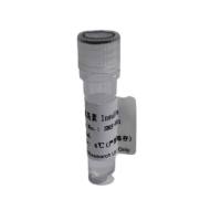 重组人胰岛素Insulin