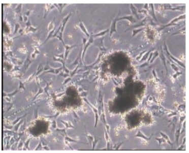 细胞培养常见问题详谈