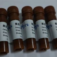 黑胶虫清除试剂