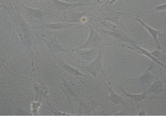 细胞培养常见问题详谈