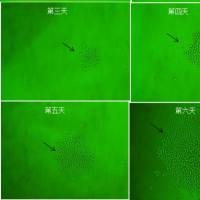 通用型禽流感抗体 通用型禽流感单抗 鼠抗通用型禽流感单克隆抗体