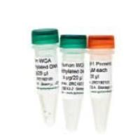 ZYMO现货 人甲基化/非甲基化DNA Set [Human Methylated & Non