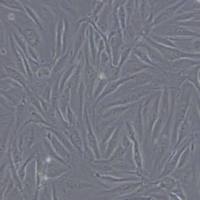 MS1小鼠胰岛内皮细胞(带STR鉴定)