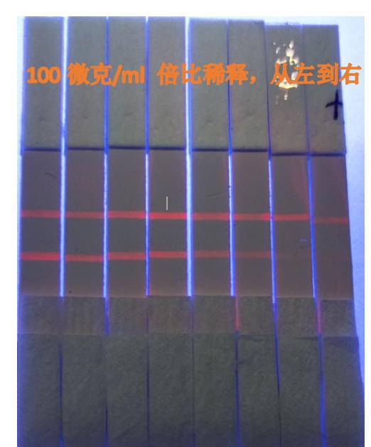 鼠抗非洲猪瘟配对单克隆抗体-P30位点 非洲猪瘟配对抗体 非