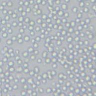 L1210小鼠白血病细胞(带STR鉴定)