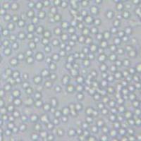 L1210小鼠白血病细胞(带STR鉴定)