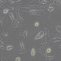 C127小鼠乳腺肿瘤细胞(带STR鉴定)