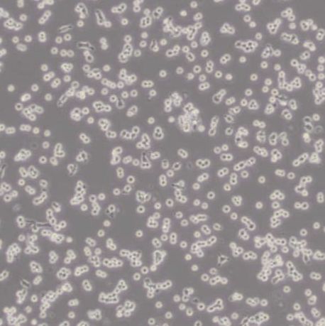 RAW264.7小鼠单核巨噬细胞白血病细胞(带STR鉴定)