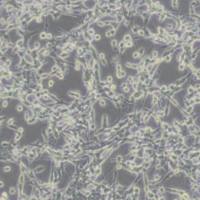 CT26WT小鼠结肠癌细胞(带STR鉴定)