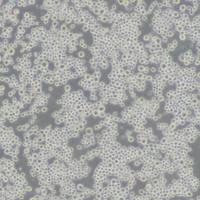 SP20小鼠骨髓瘤细胞(带STR鉴定)