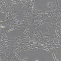NIH3T3小鼠胚胎细胞(带STR鉴定)