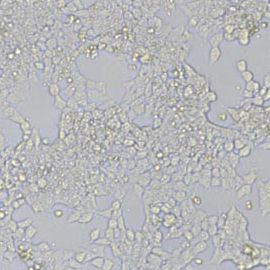 F9小鼠畸胎瘤细胞/小鼠胚胎癌细胞(带STR鉴定)