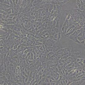 TM3小鼠睾丸间质细胞(带STR鉴定)